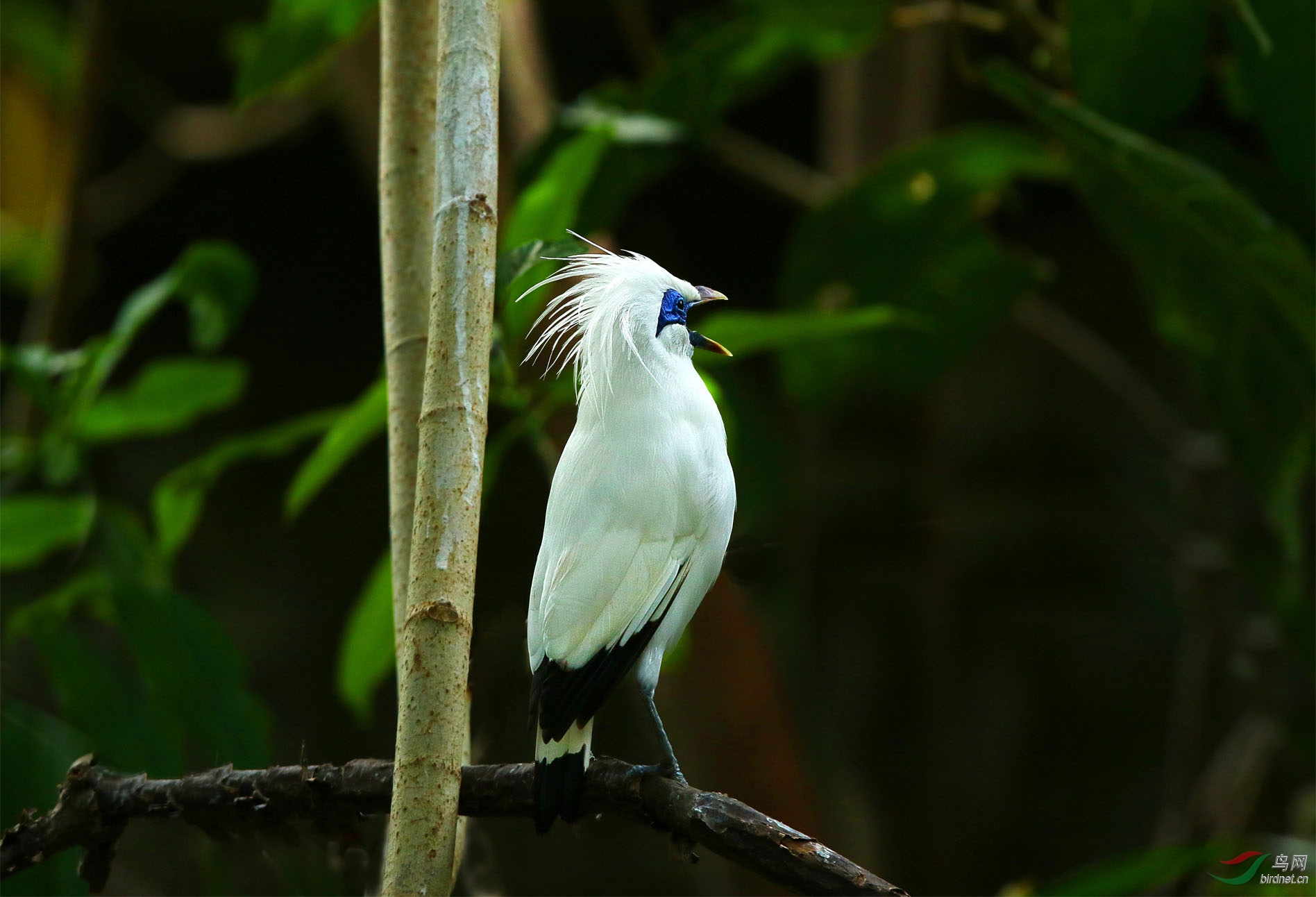 白八哥长冠八哥