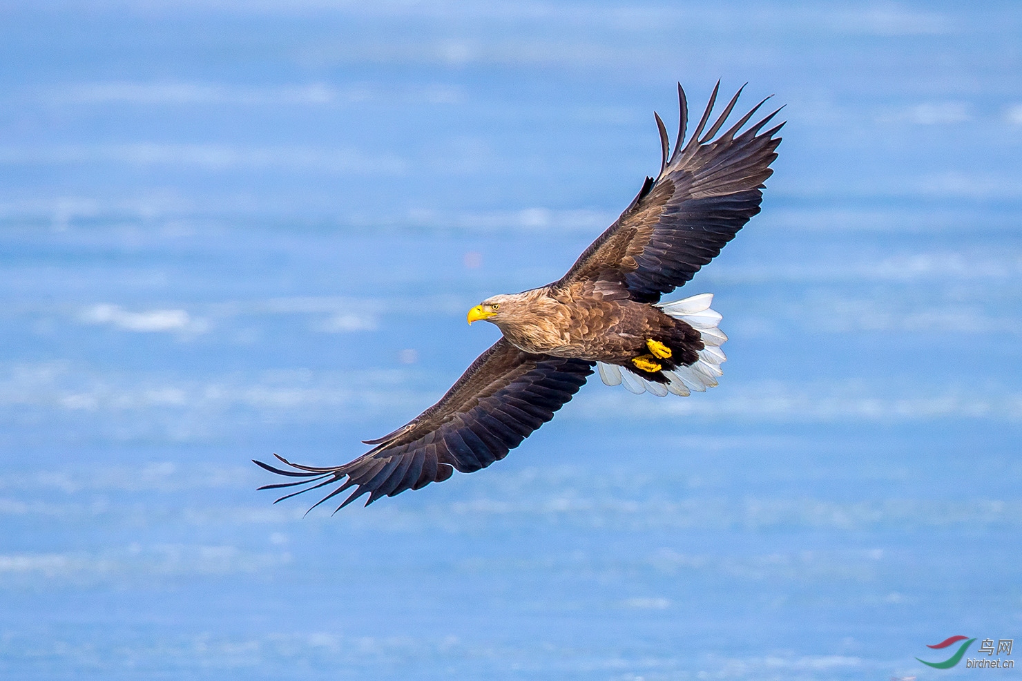 白尾海雕-雄鹰展翅