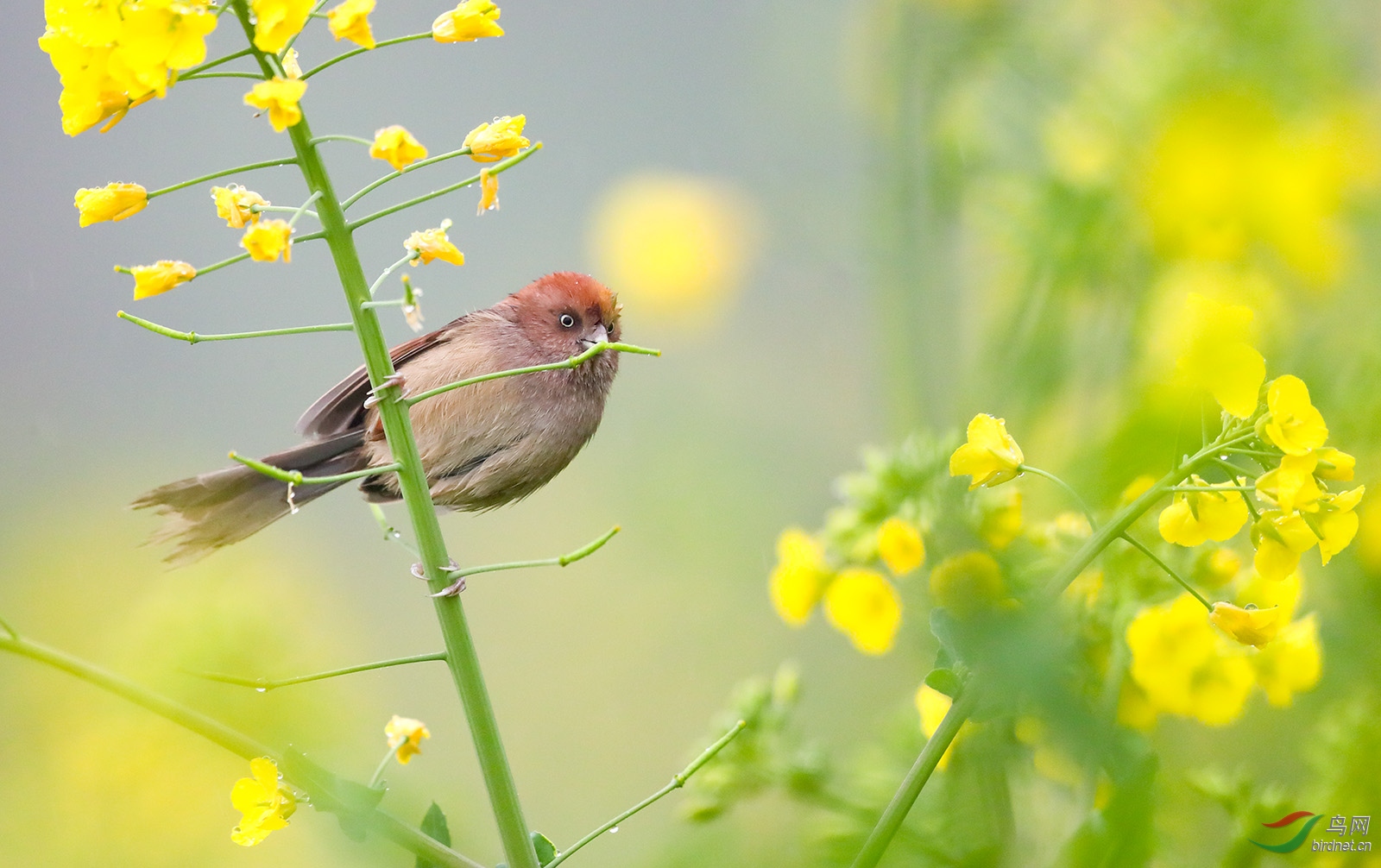 雨雾中的花与鸟