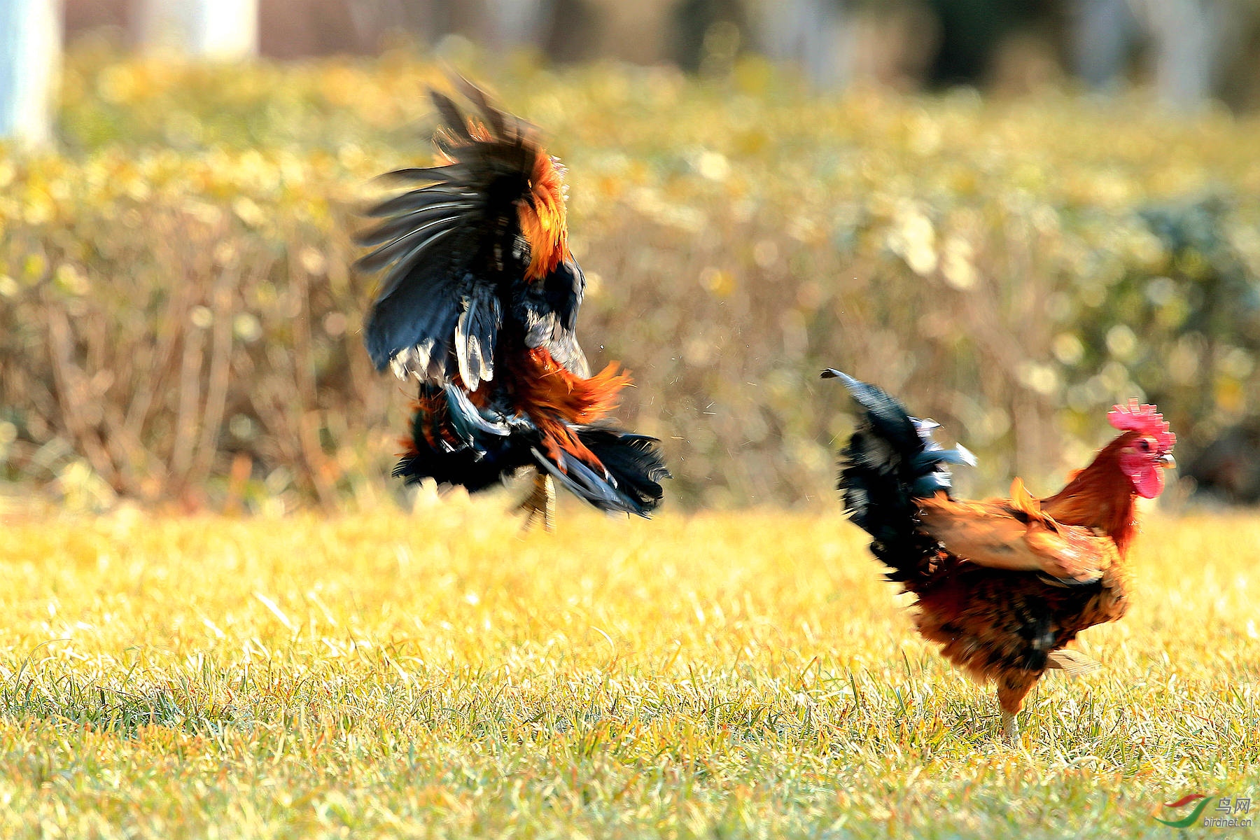 公鸡中的战斗机