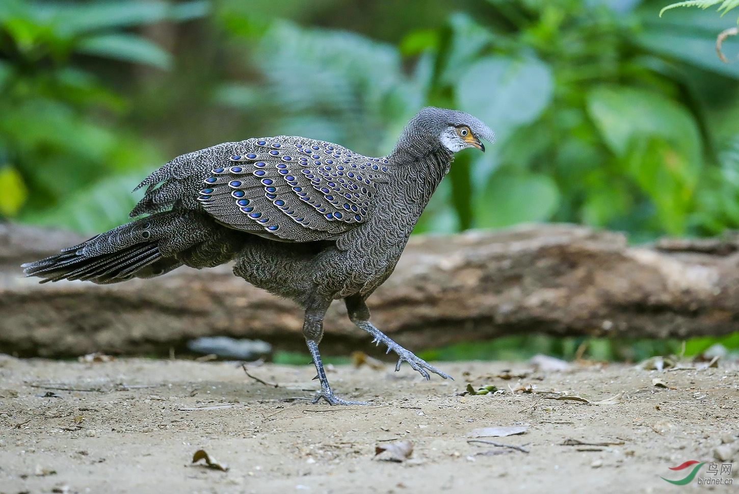 轻手轻脚稳步前进