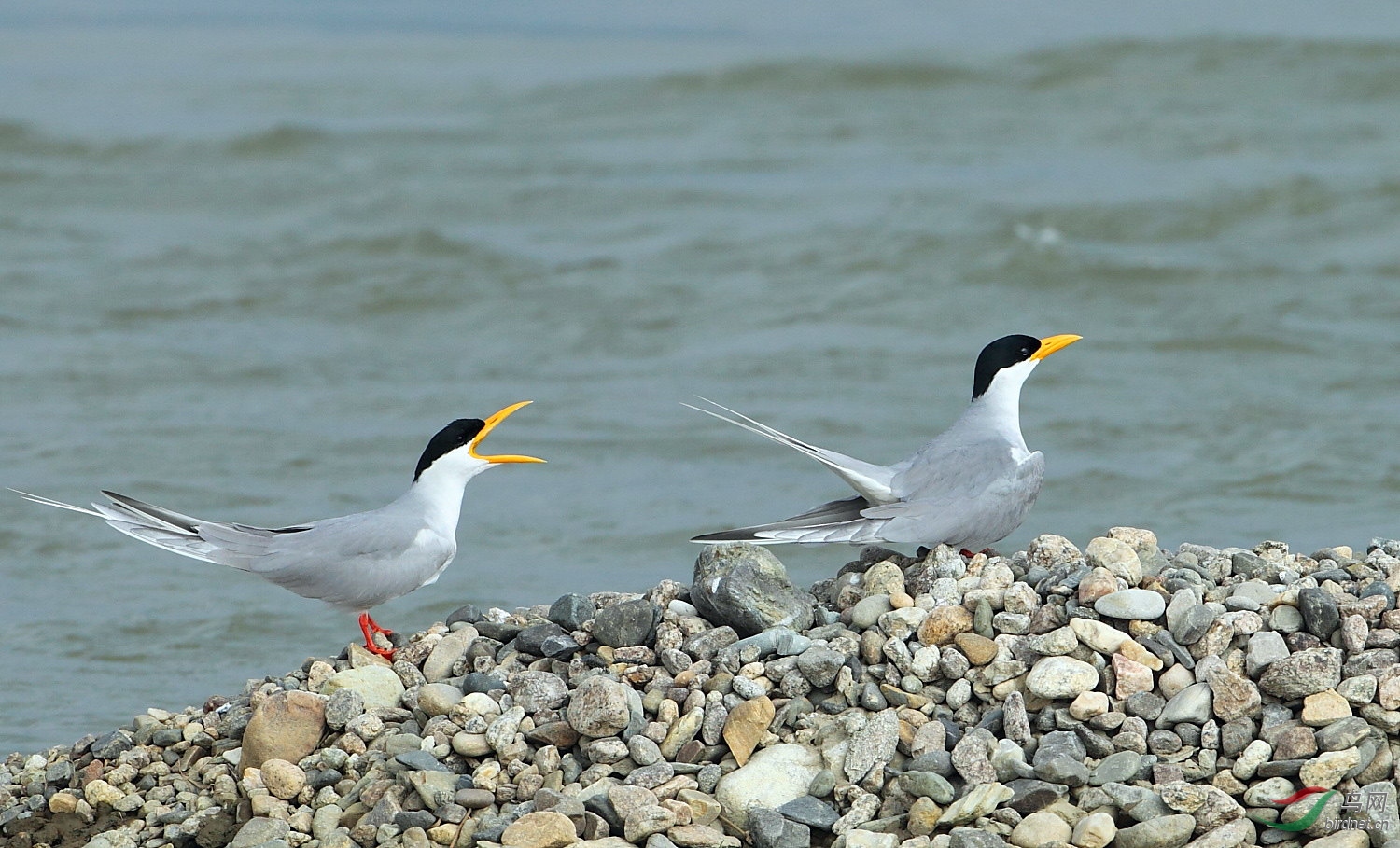 黄嘴河燕鸥传奇盈江黄嘴河燕鸥祝贺老师荣获首页精华