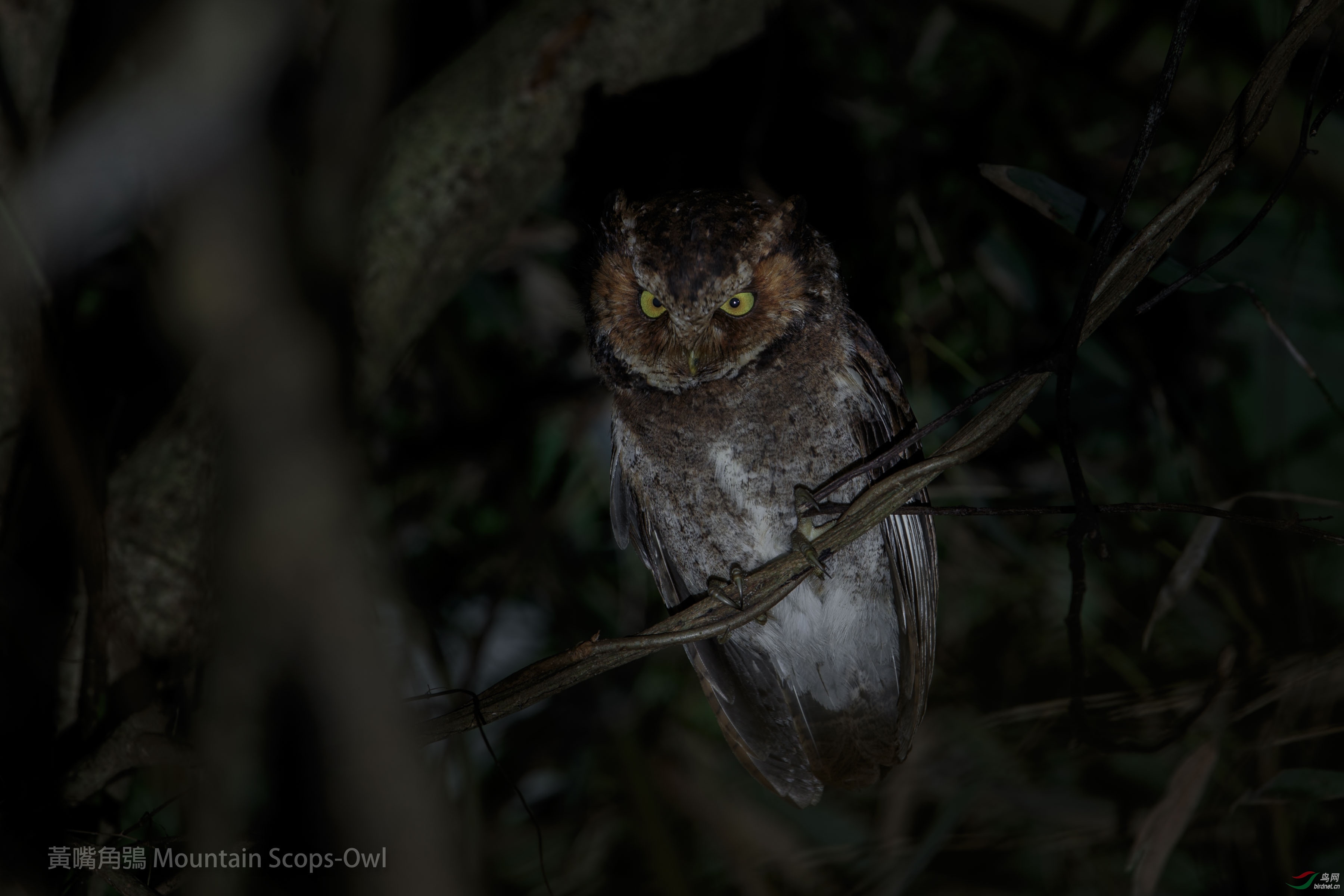 �S����{ Mountain Scops-Owl