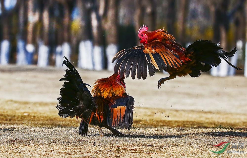 强悍的公鸡