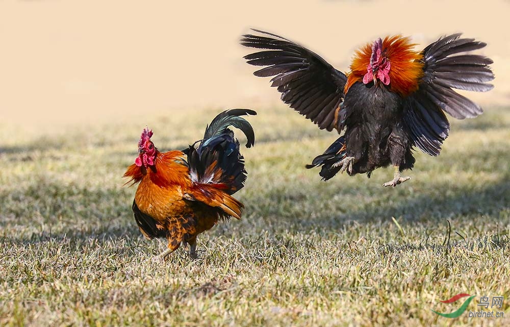 公鸡特别能战斗