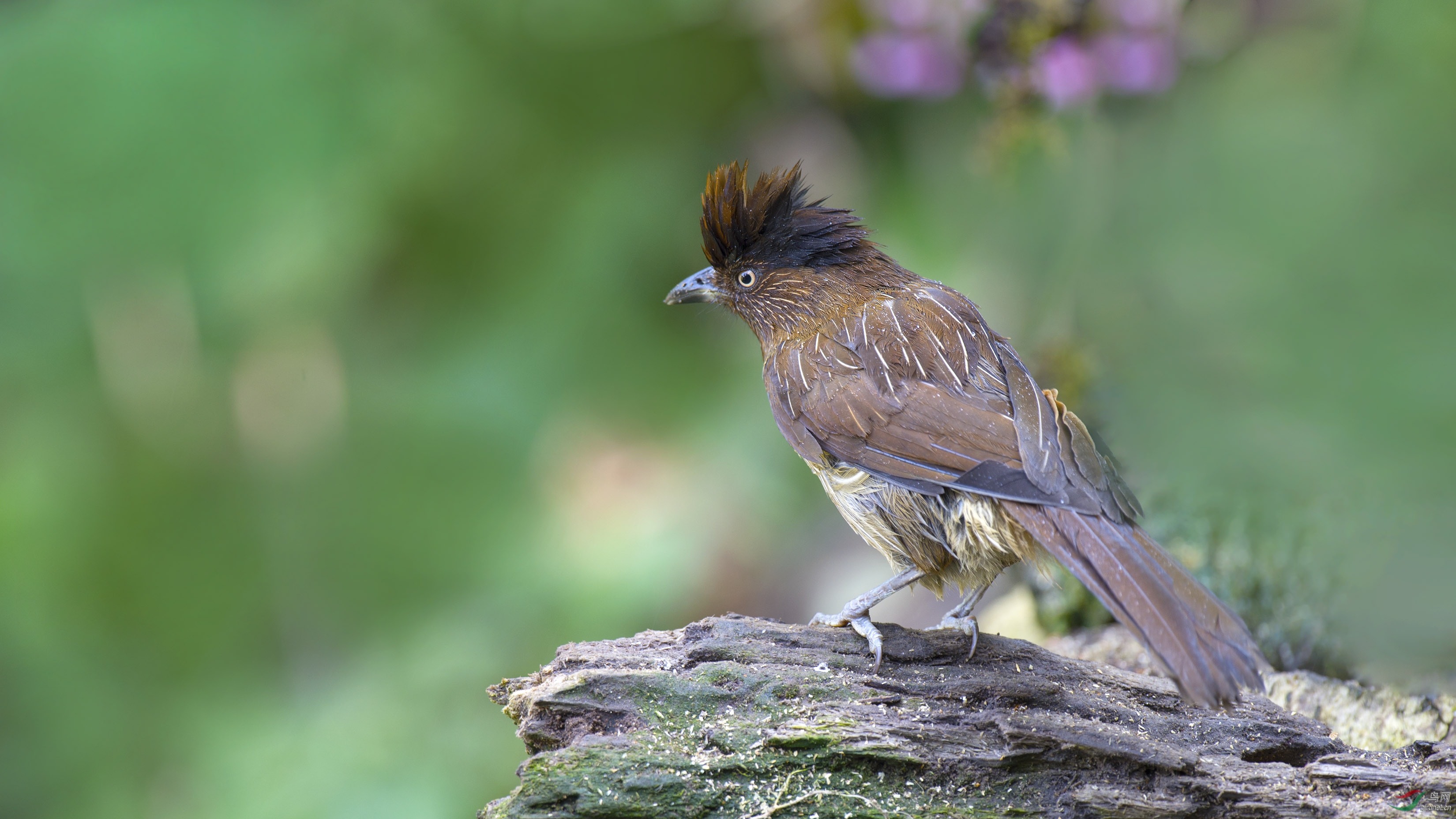 [林鸟] 百花岭并不多见的小鸟----条纹躁鶥
