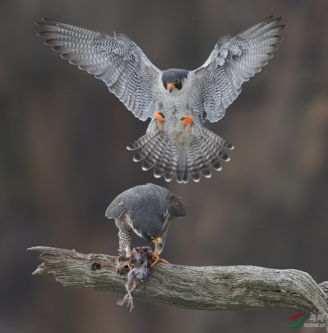 (游隼)游隼的食和色(祝贺荣获每日一图)