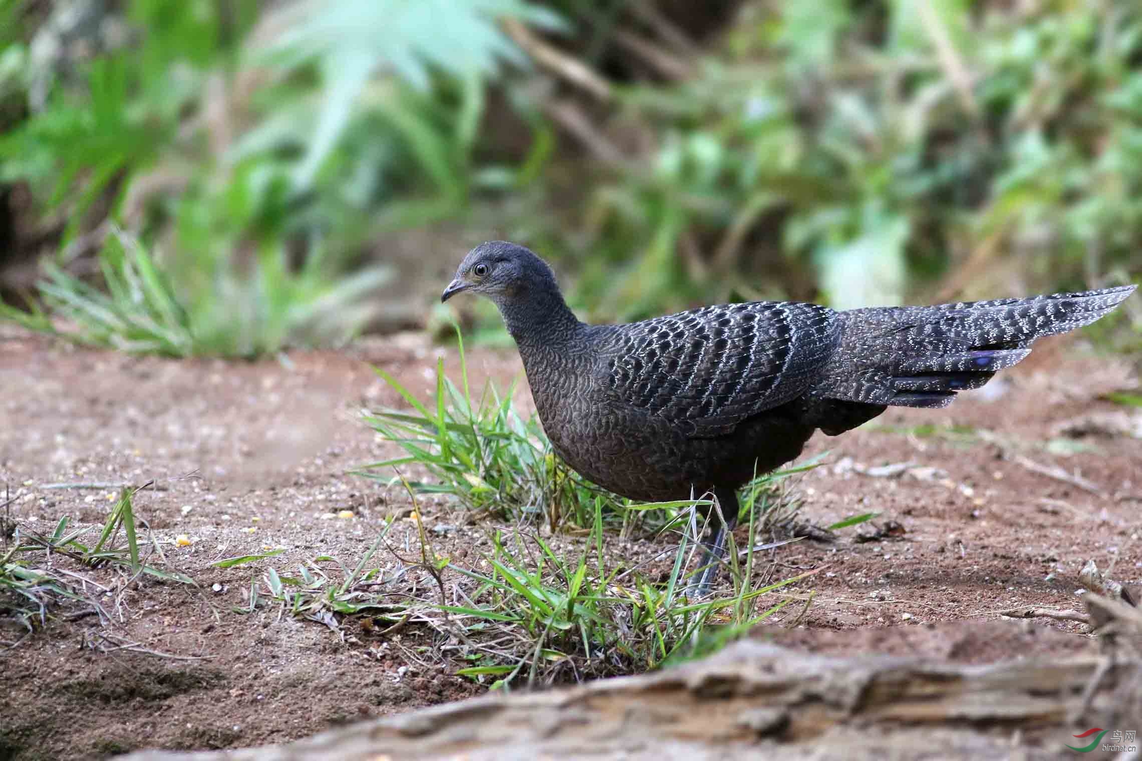 国家一级保护动物灰孔雀雉