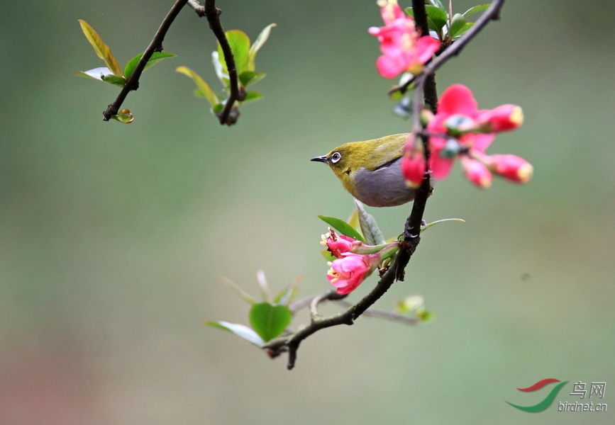 花枝上的小鸟真可爱