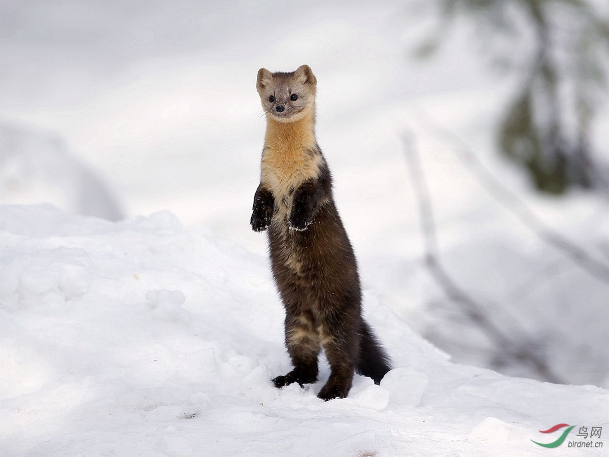 紫貂--国家一级保护动物