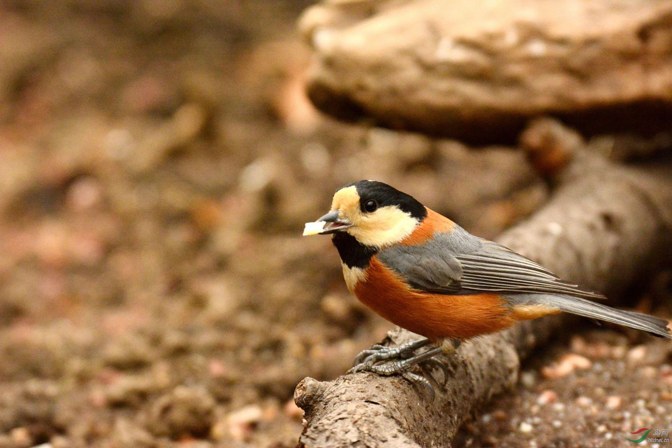 大美浑河系列拍之杂色山雀
