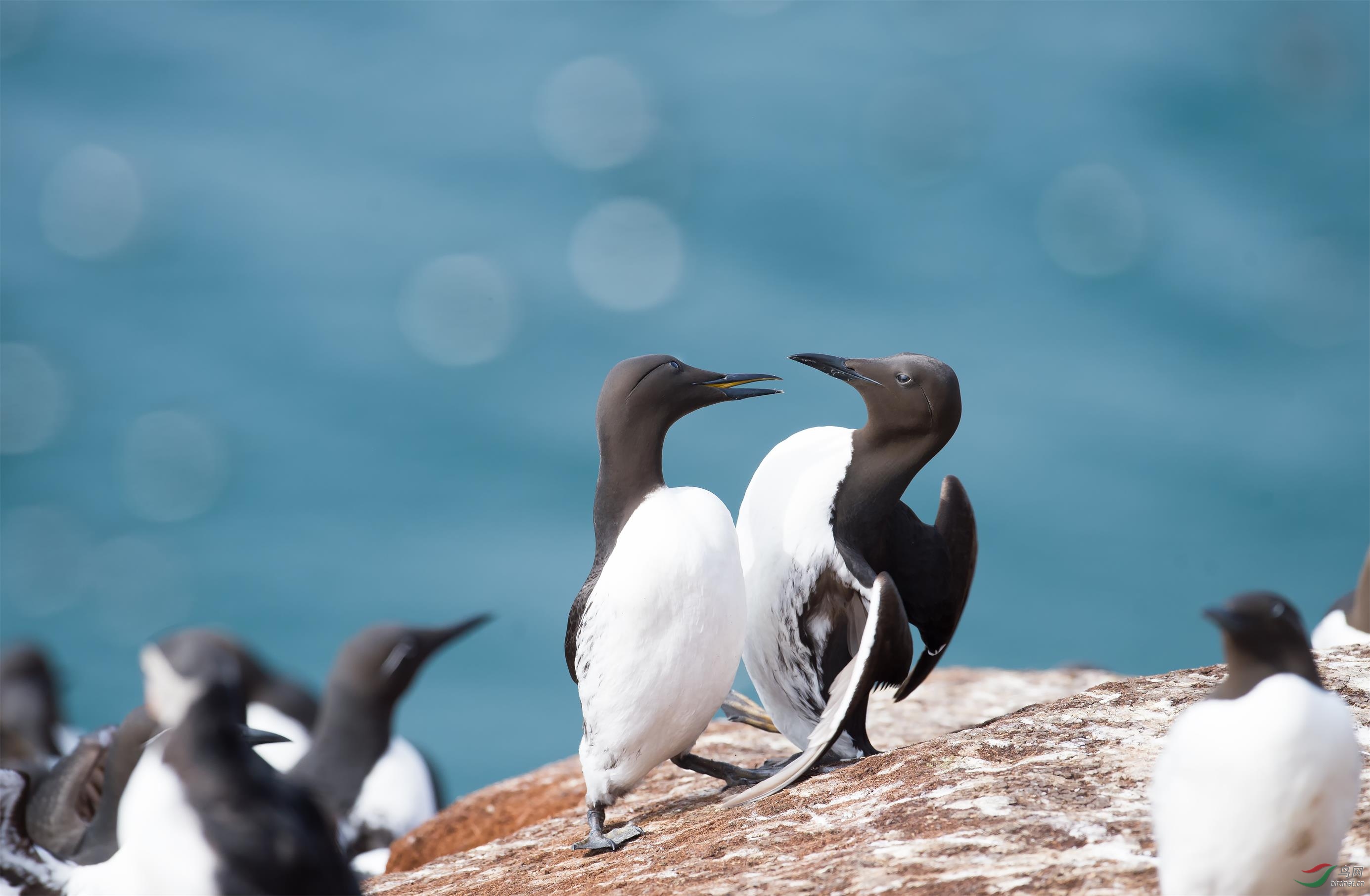 (崖海鸦)祝贺辽西鸟缘荣升为辽宁版版主【祝贺老师荣获首页精华:rose