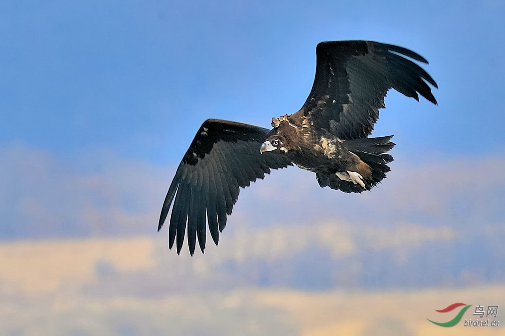 抓拍飞翔中的秃鹫