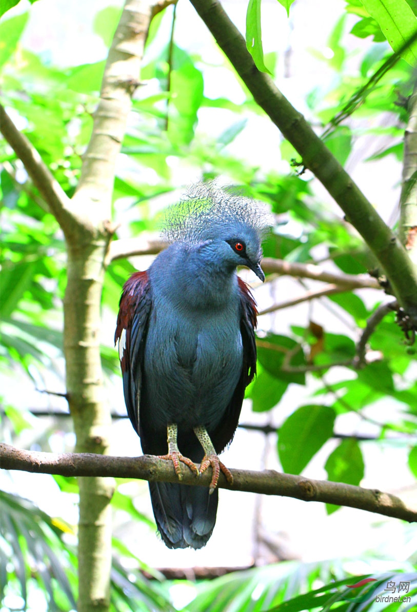 维多利亚蓝凤冠鸠