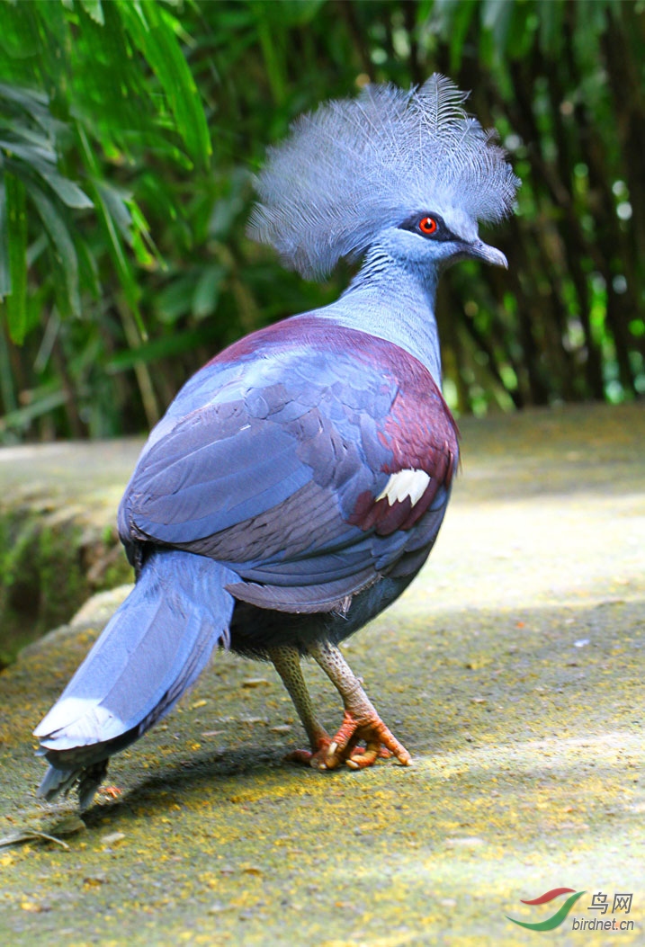维多利亚蓝凤冠鸠