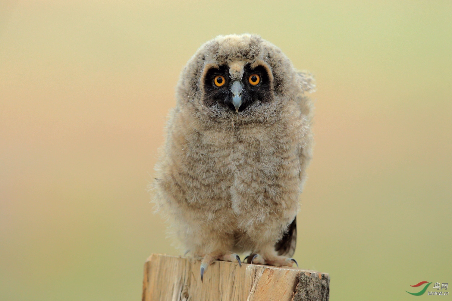 长耳鸮雏鸟