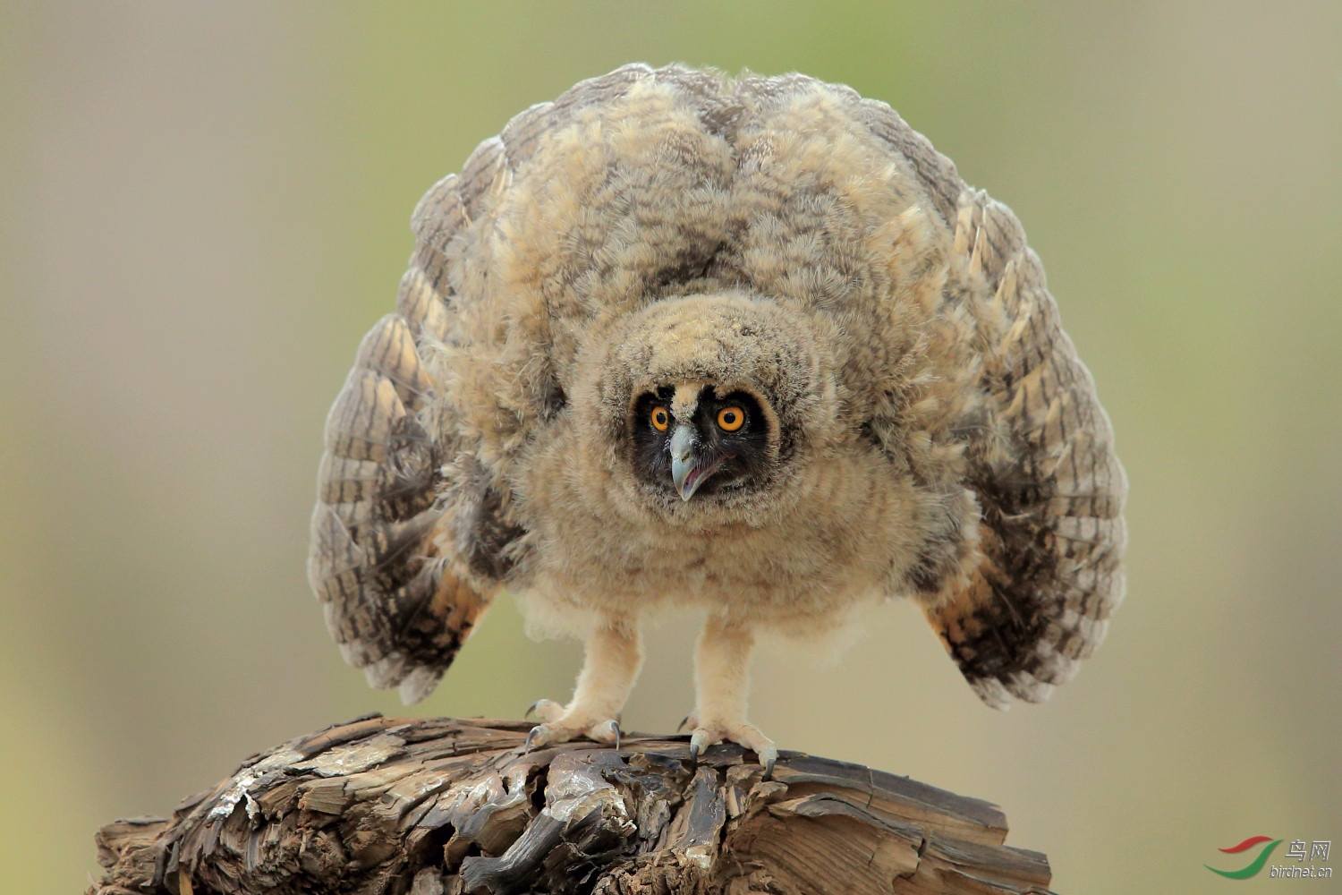 长耳鸮幼鸟