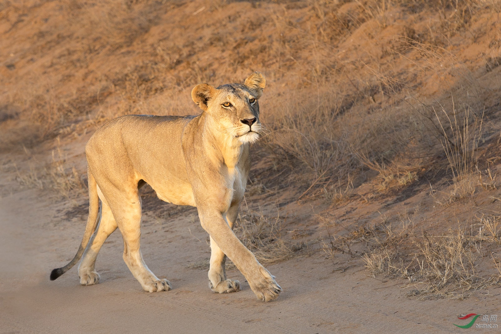 晨光中的狮妈妈