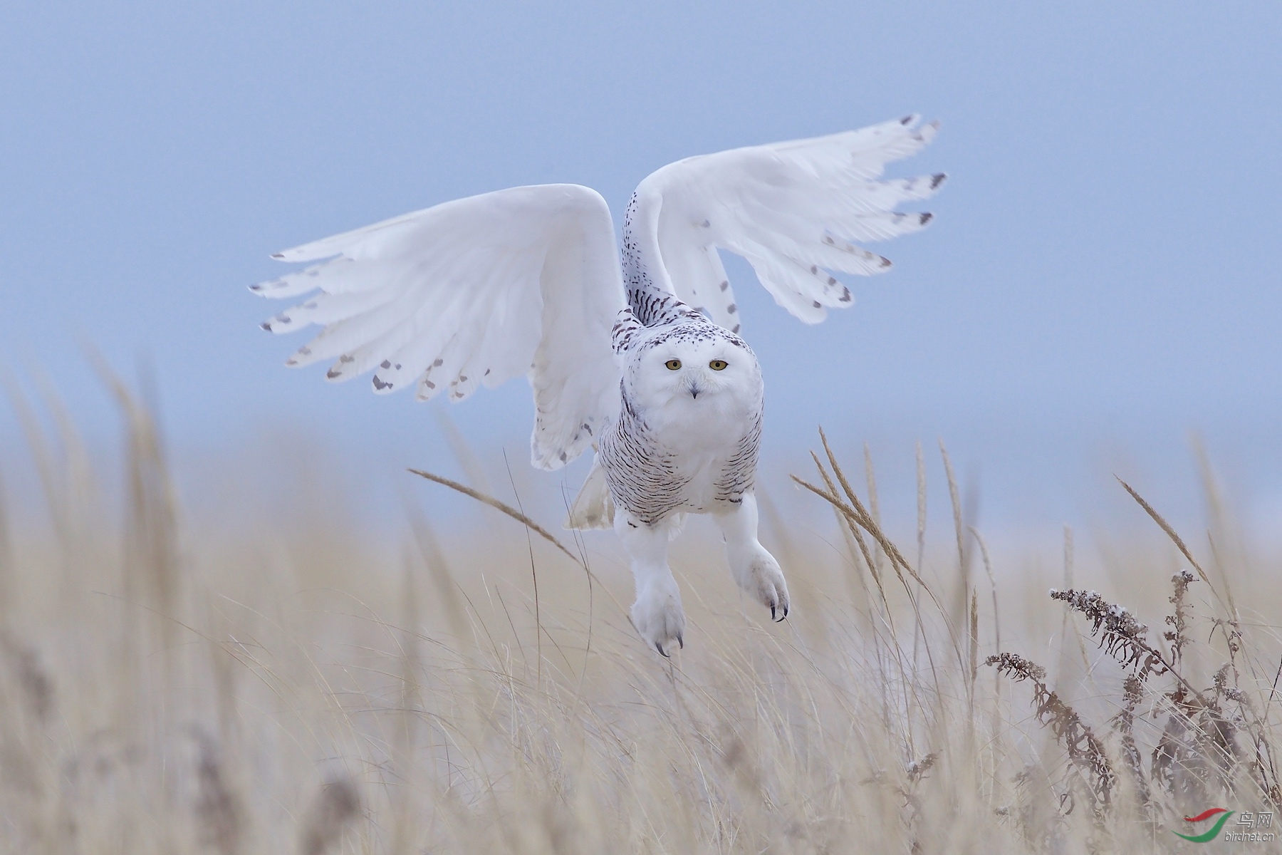雪鸮雪鴞snowyowl