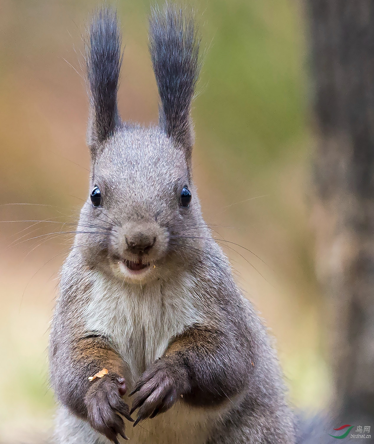 萌松鼠祝贺首页精华