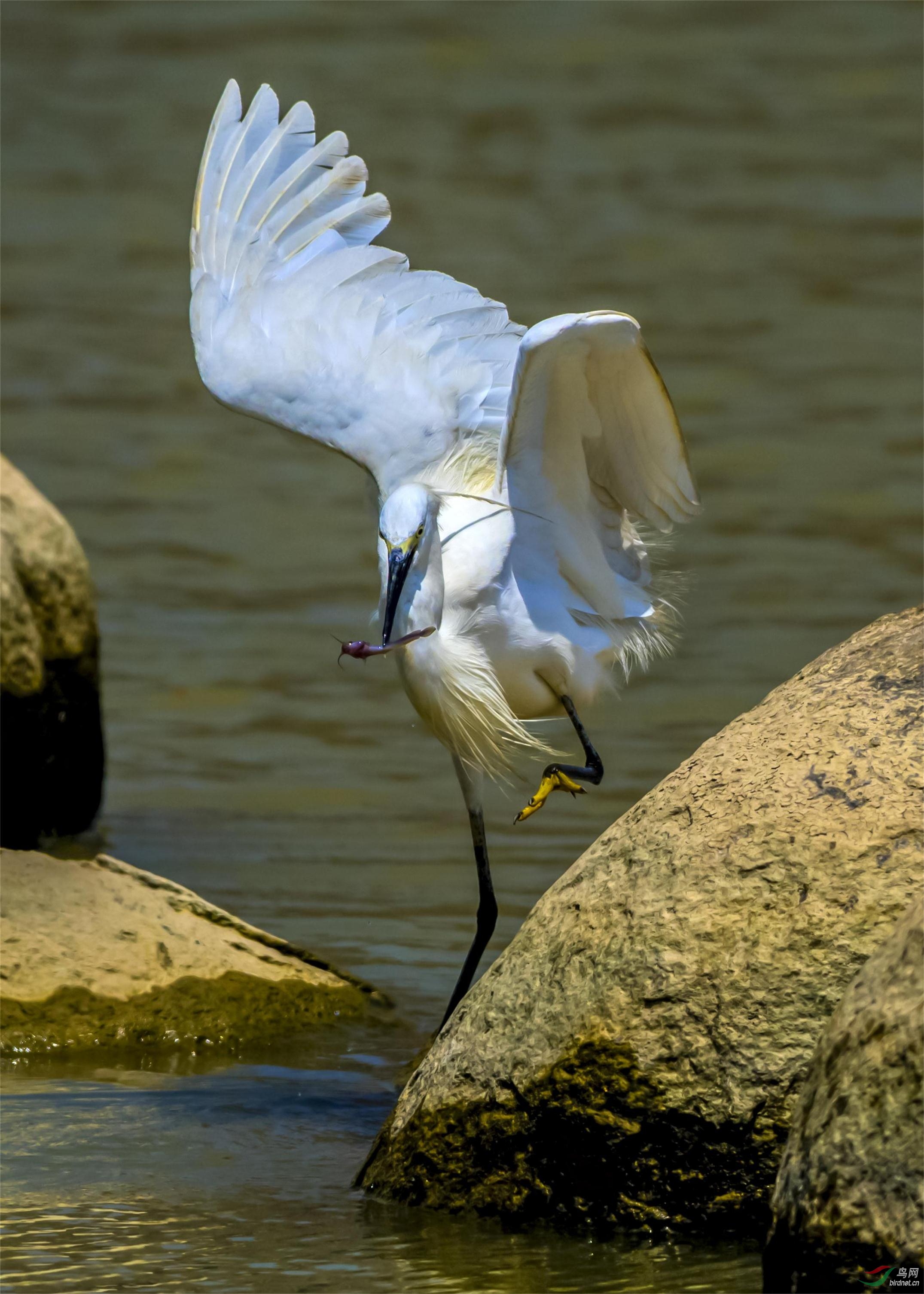 白鹭捕鱼