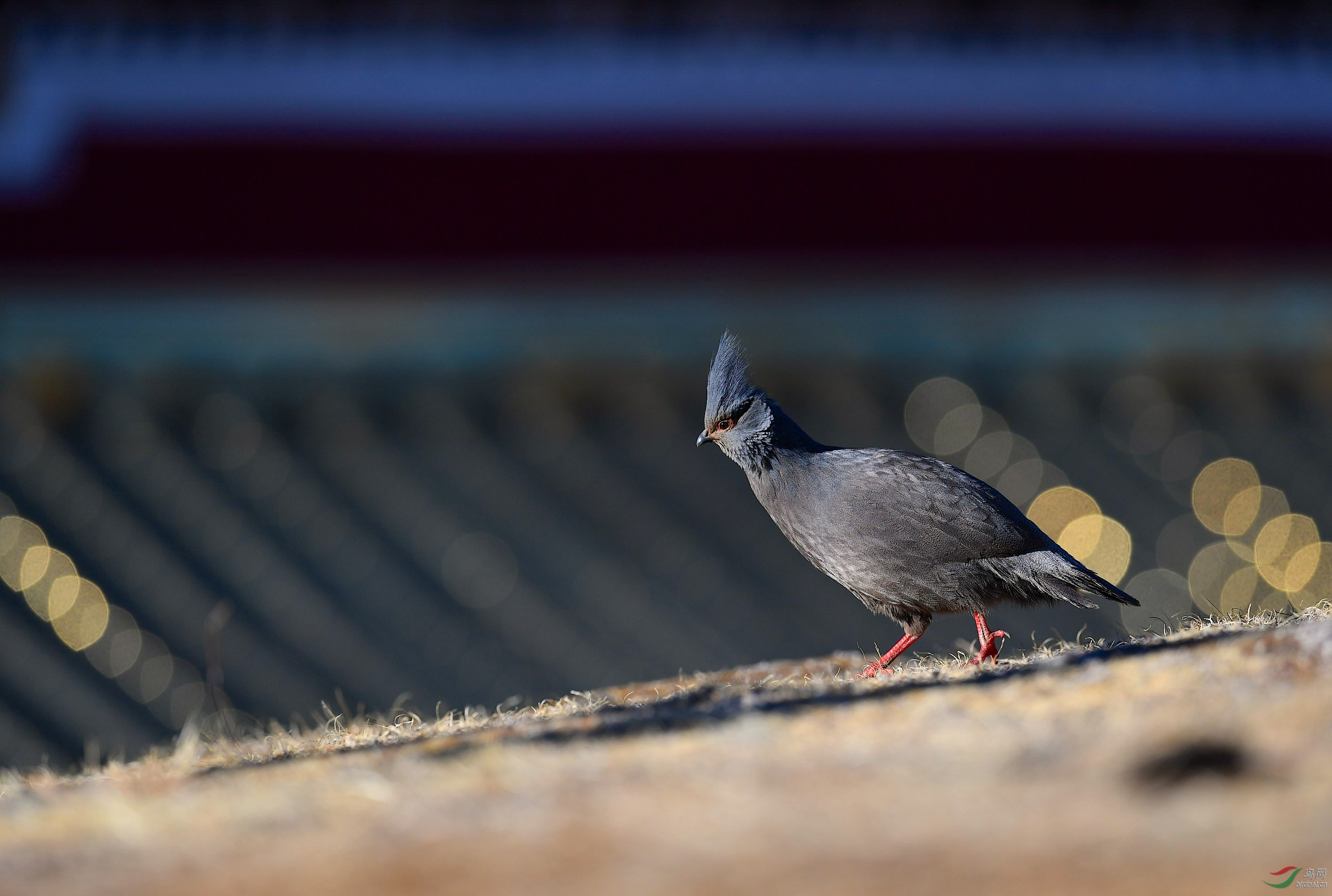 DSC_2039_����1.jpg