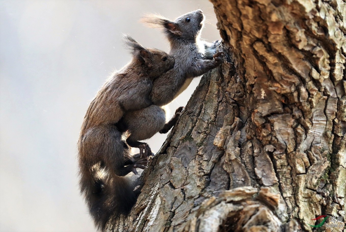 松鼠的爱
