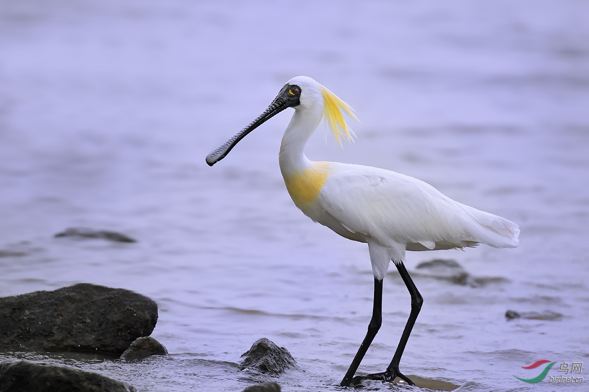 风雨中与长满繁殖羽的黑脸琵鹭相遇