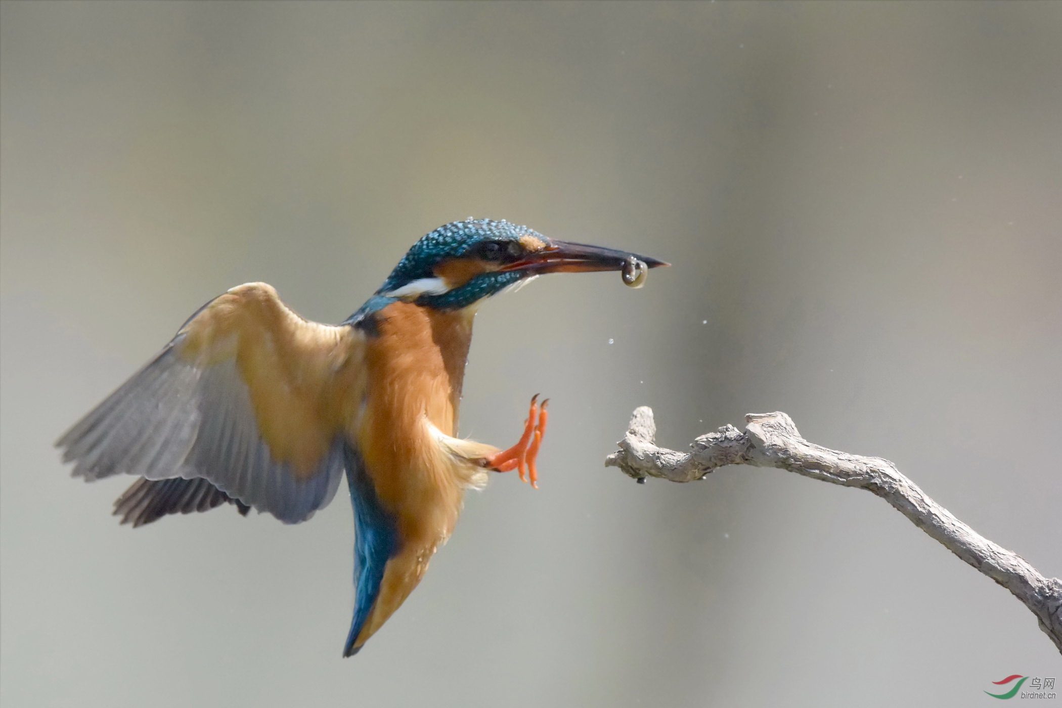 高速连拍翠鸟上杆