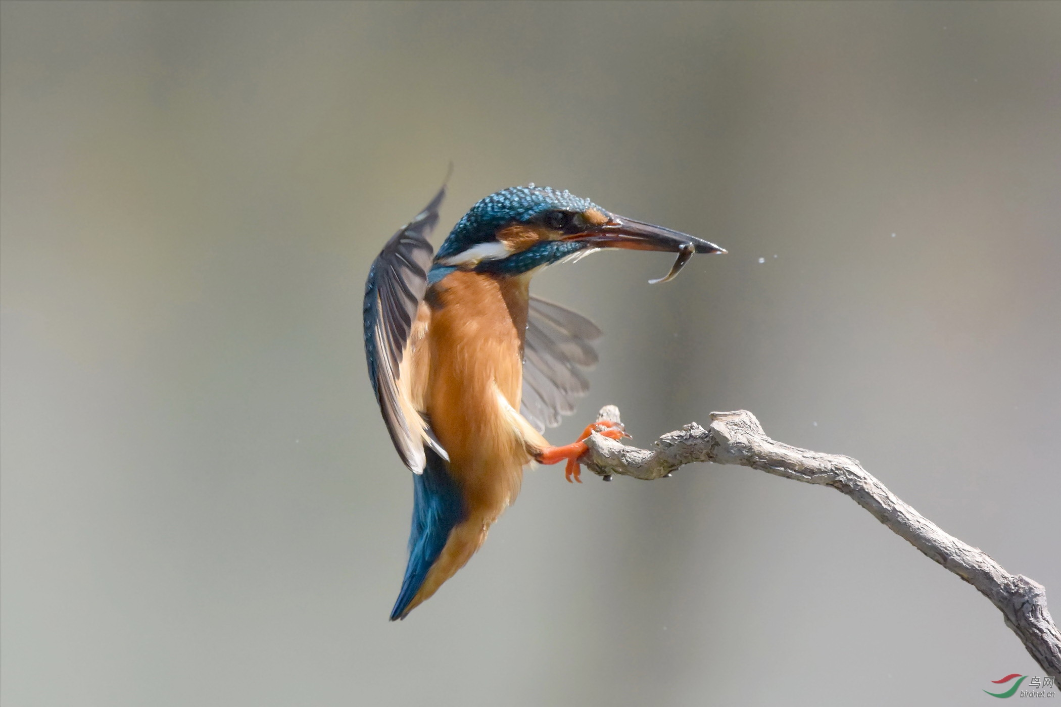 高速连拍翠鸟上杆
