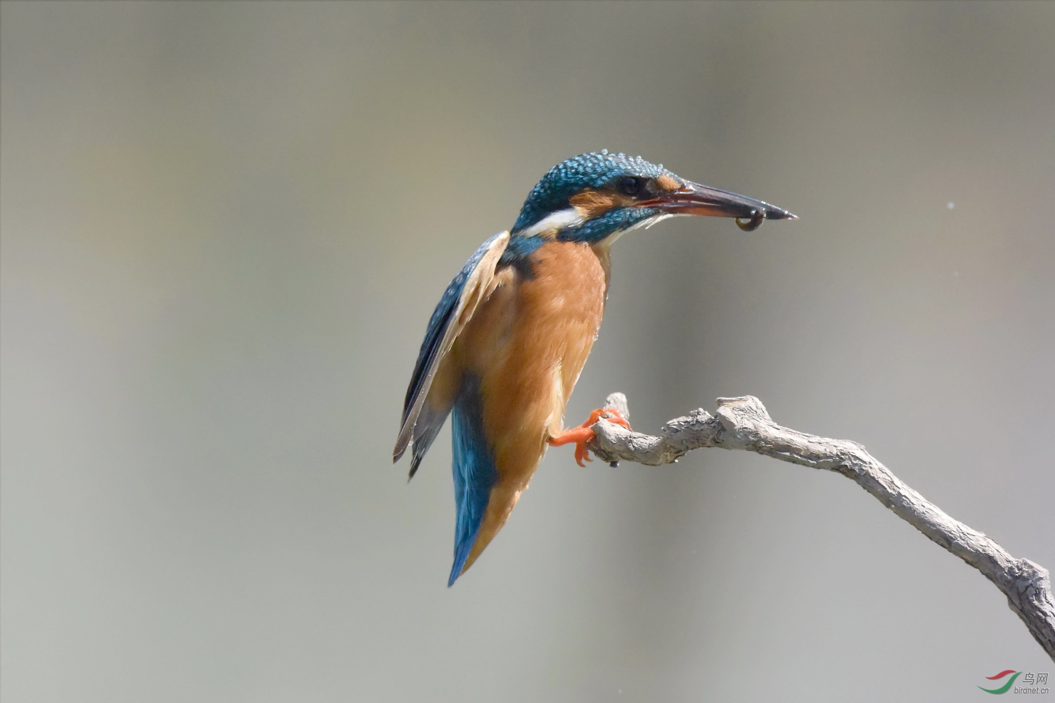 高速连拍翠鸟上杆