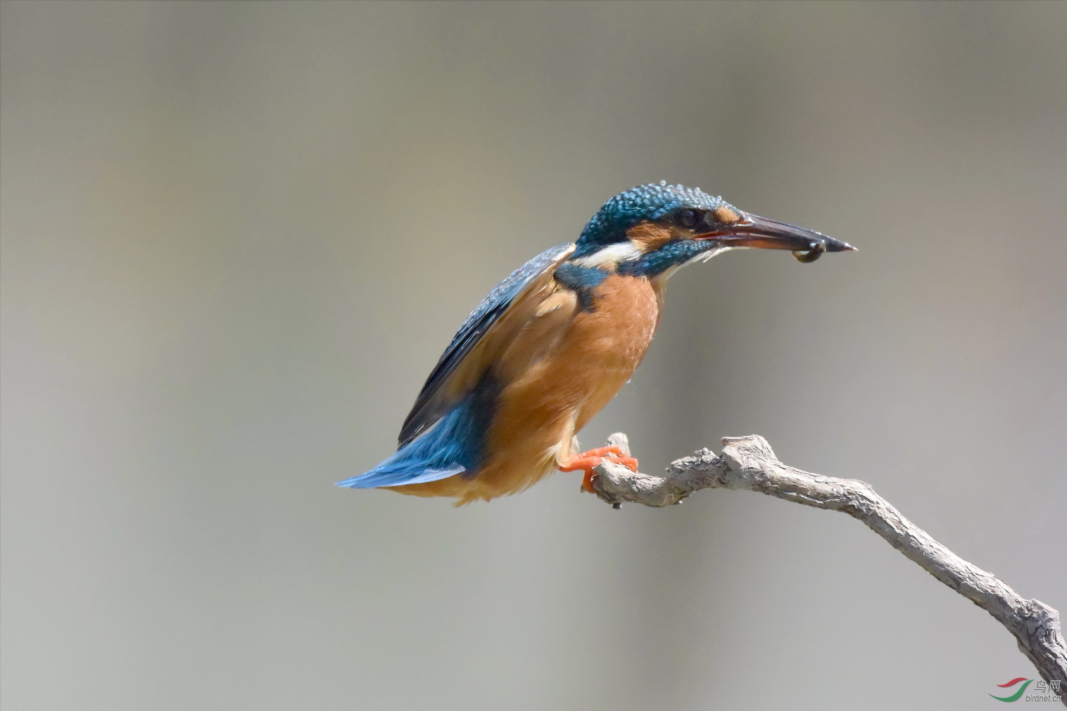 高速连拍翠鸟上杆