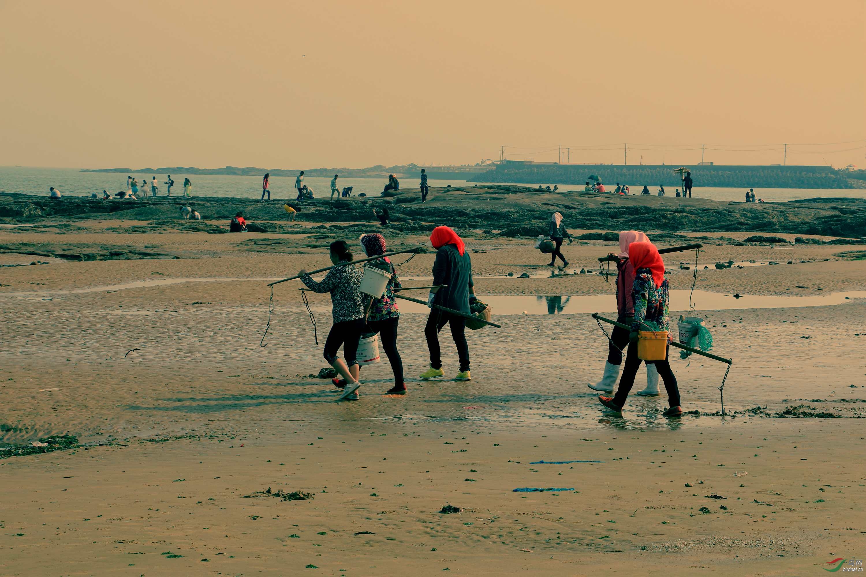 赶海勤劳的渔民