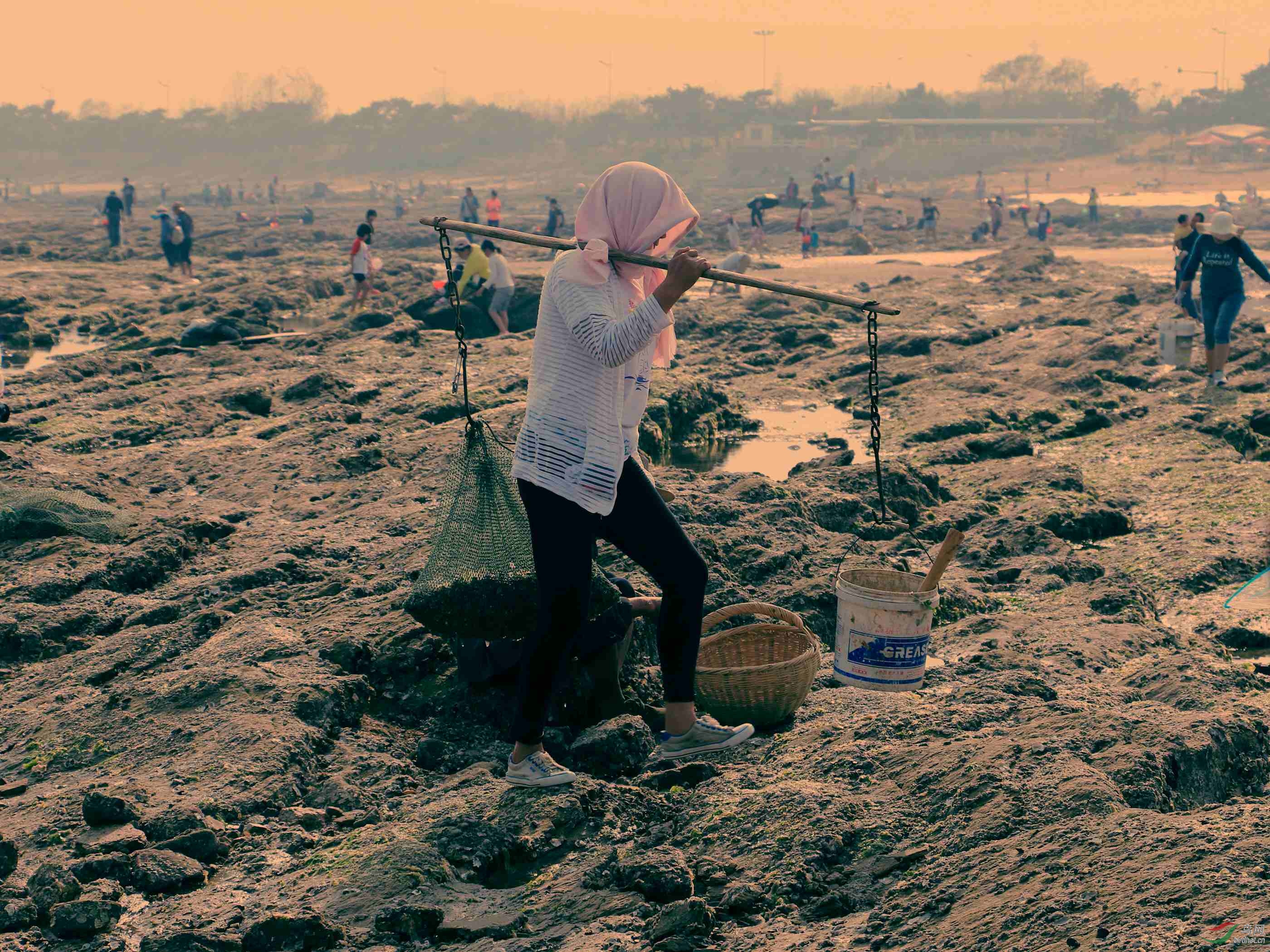 赶海勤劳的渔民