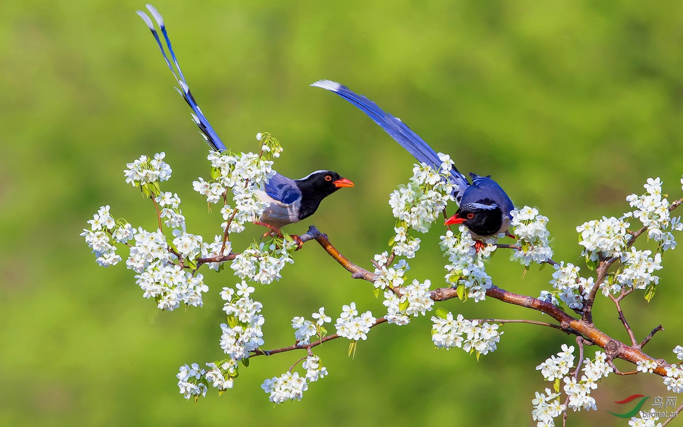 红嘴蓝鹊双喜闹春祝贺老师荣获首页精华