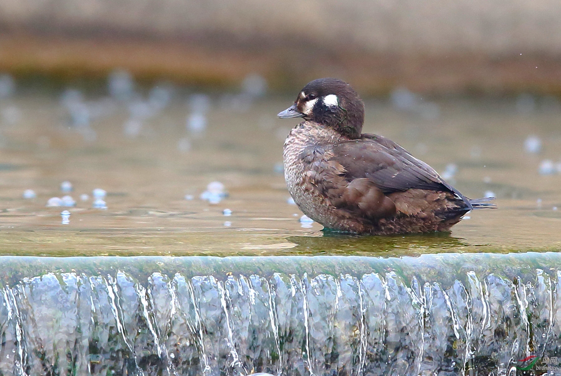 胖乎乎的小丑鸭
