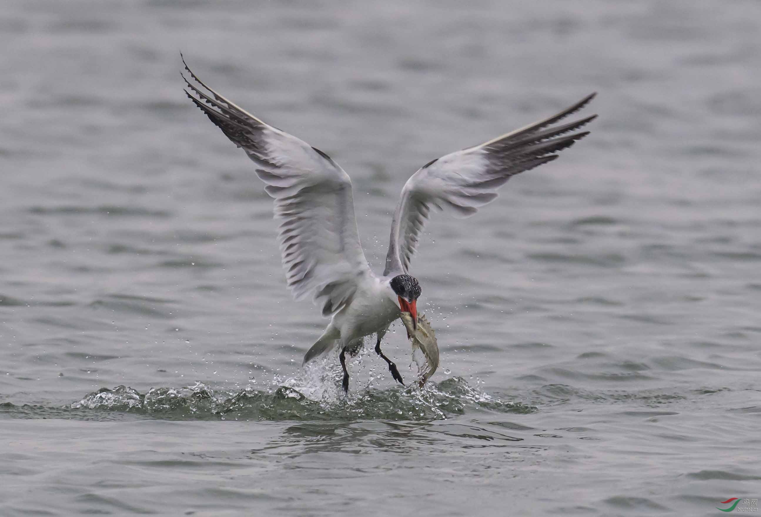 红嘴巨鸥 - 水鸟版 鸟网
