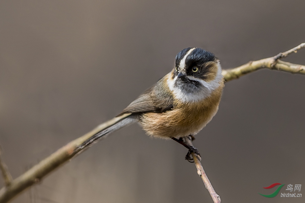 川藏特有鸟种-黑眉长尾山雀