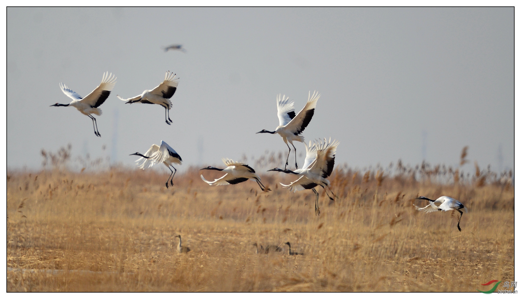 视觉日记芦苇荡深处飞舞的仙鹤15