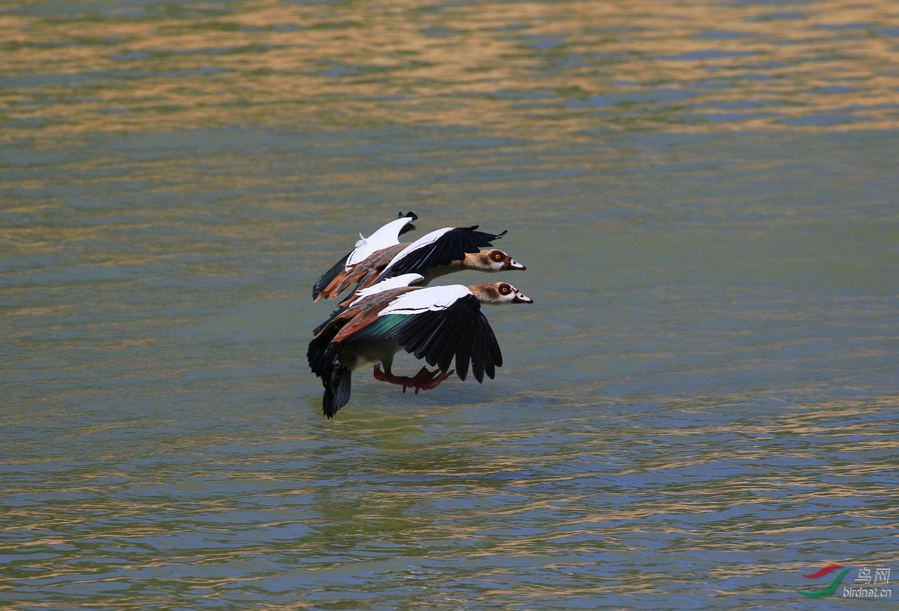 一对飞行的埃及雁