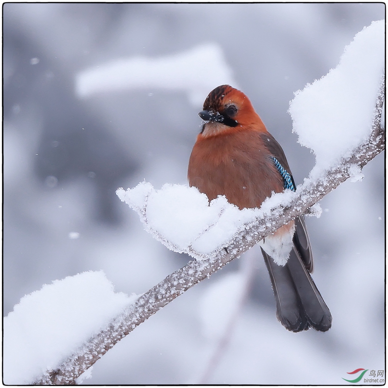 雪中的鸟儿