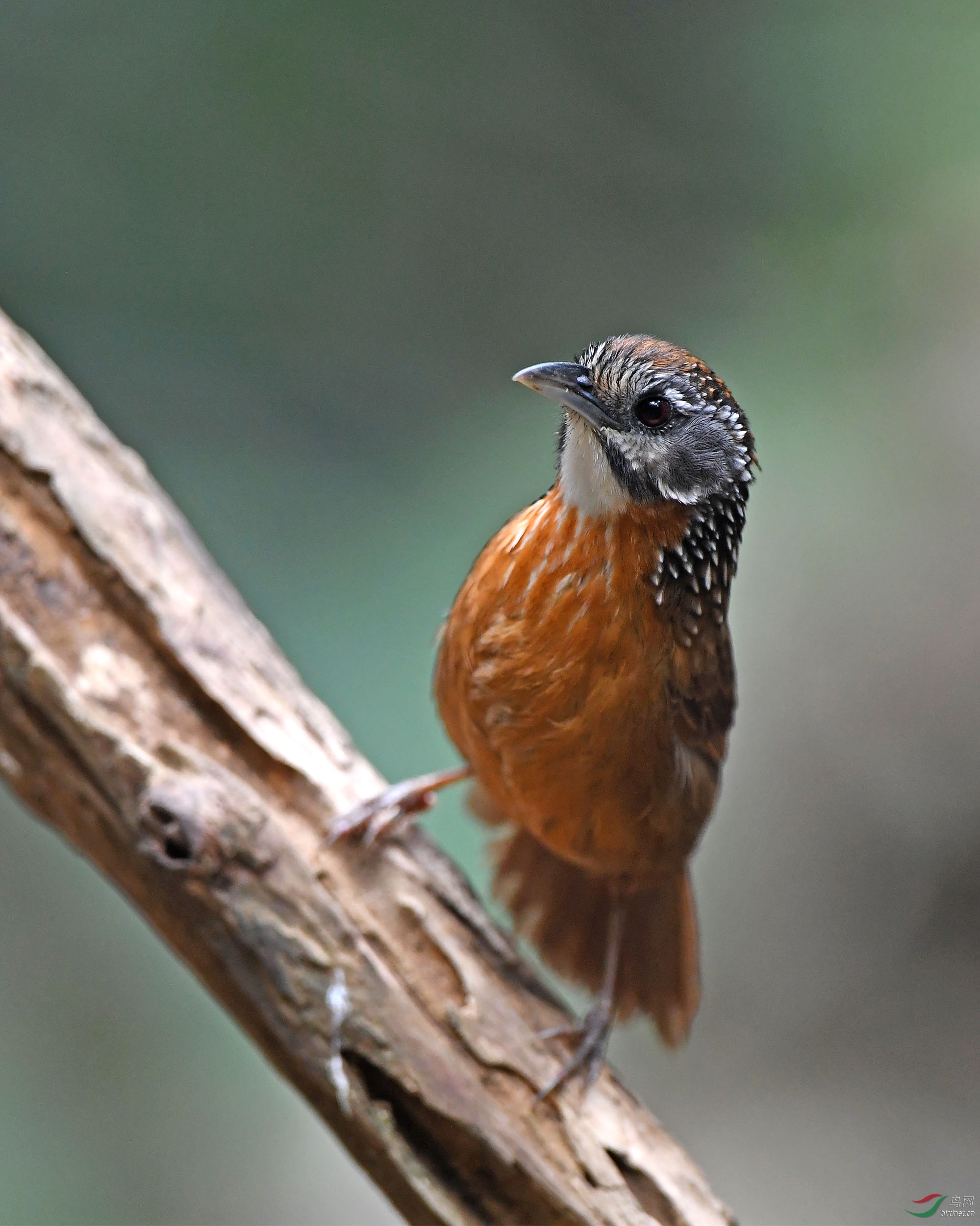 弄冈精灵-斑颈穗鹛