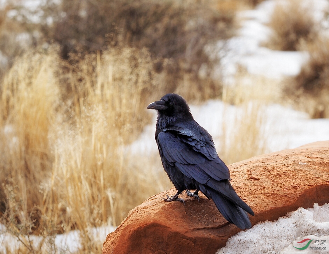 小样瞅啥渡鸦霸气