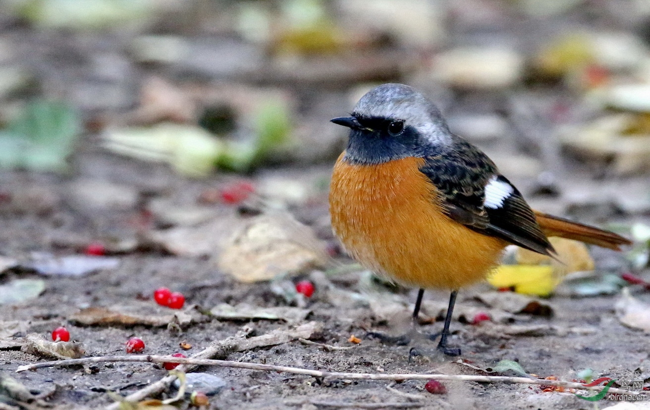 一组北红尾鸲公