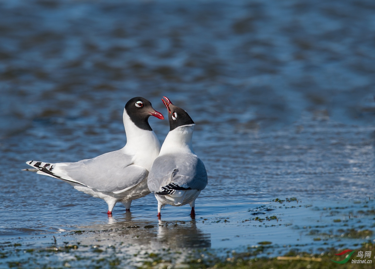 遗鸥相偎相依祝贺图1荣获首页精华