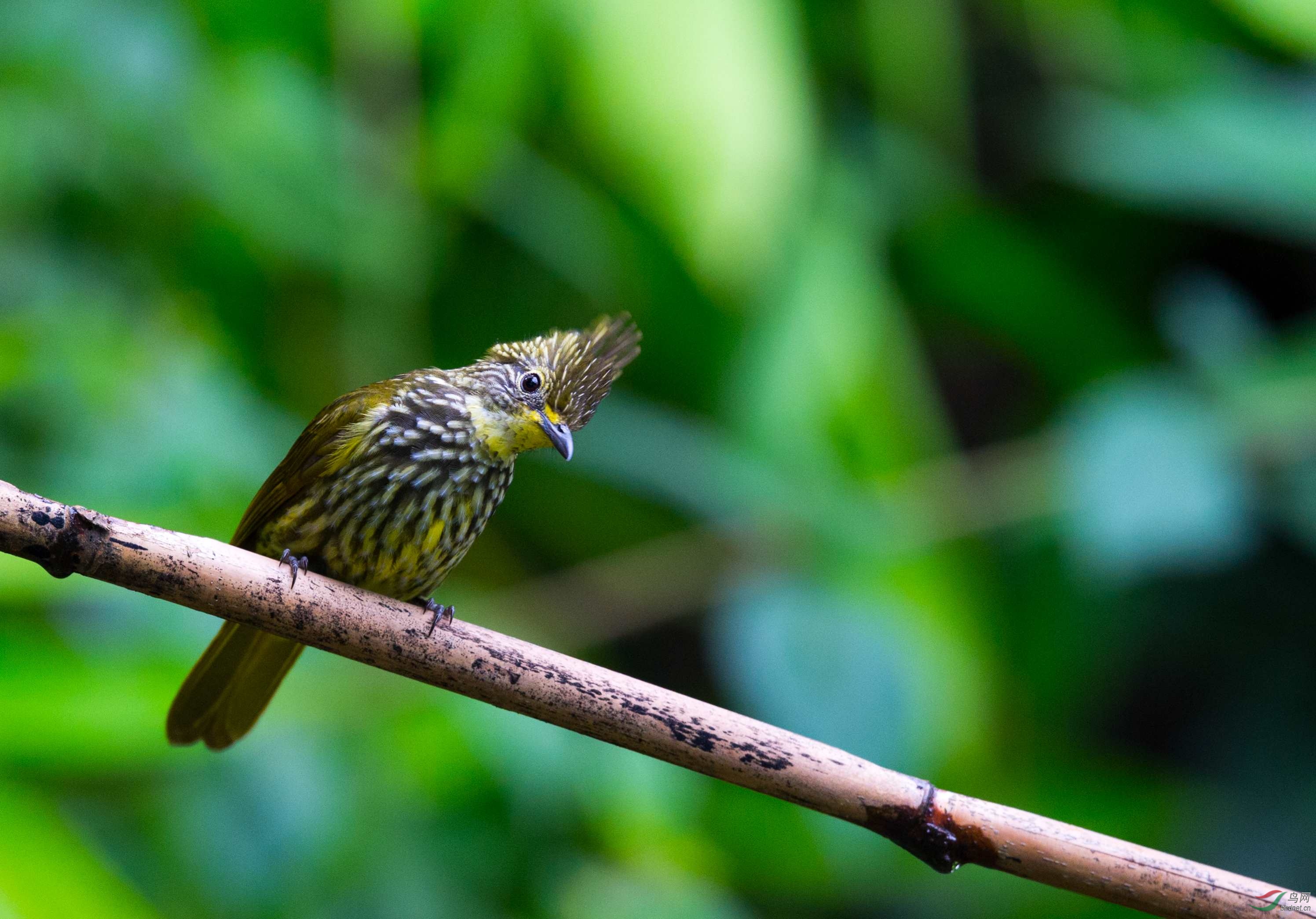 棕纹绿鹎