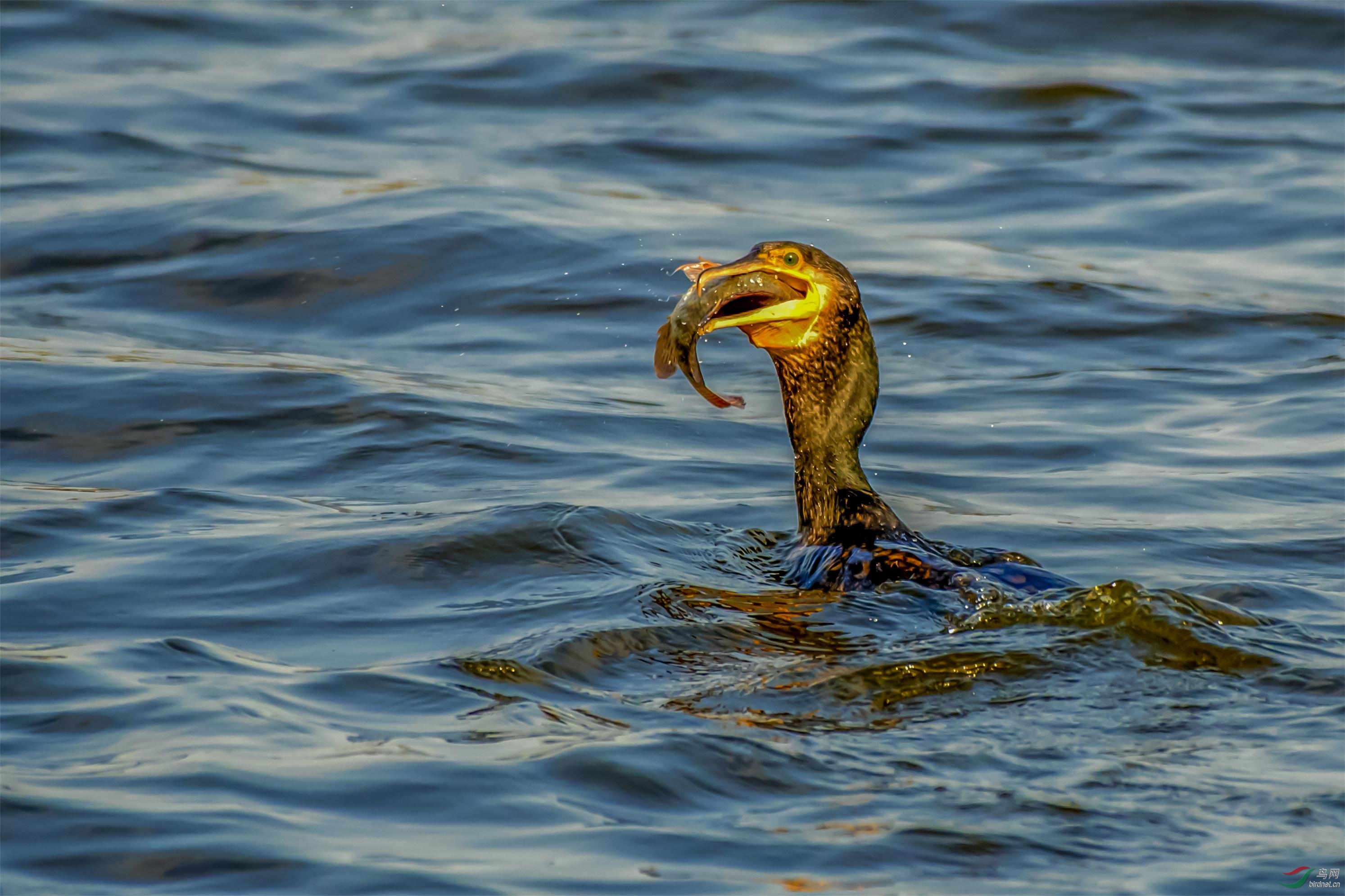 鸬鹚捕鱼