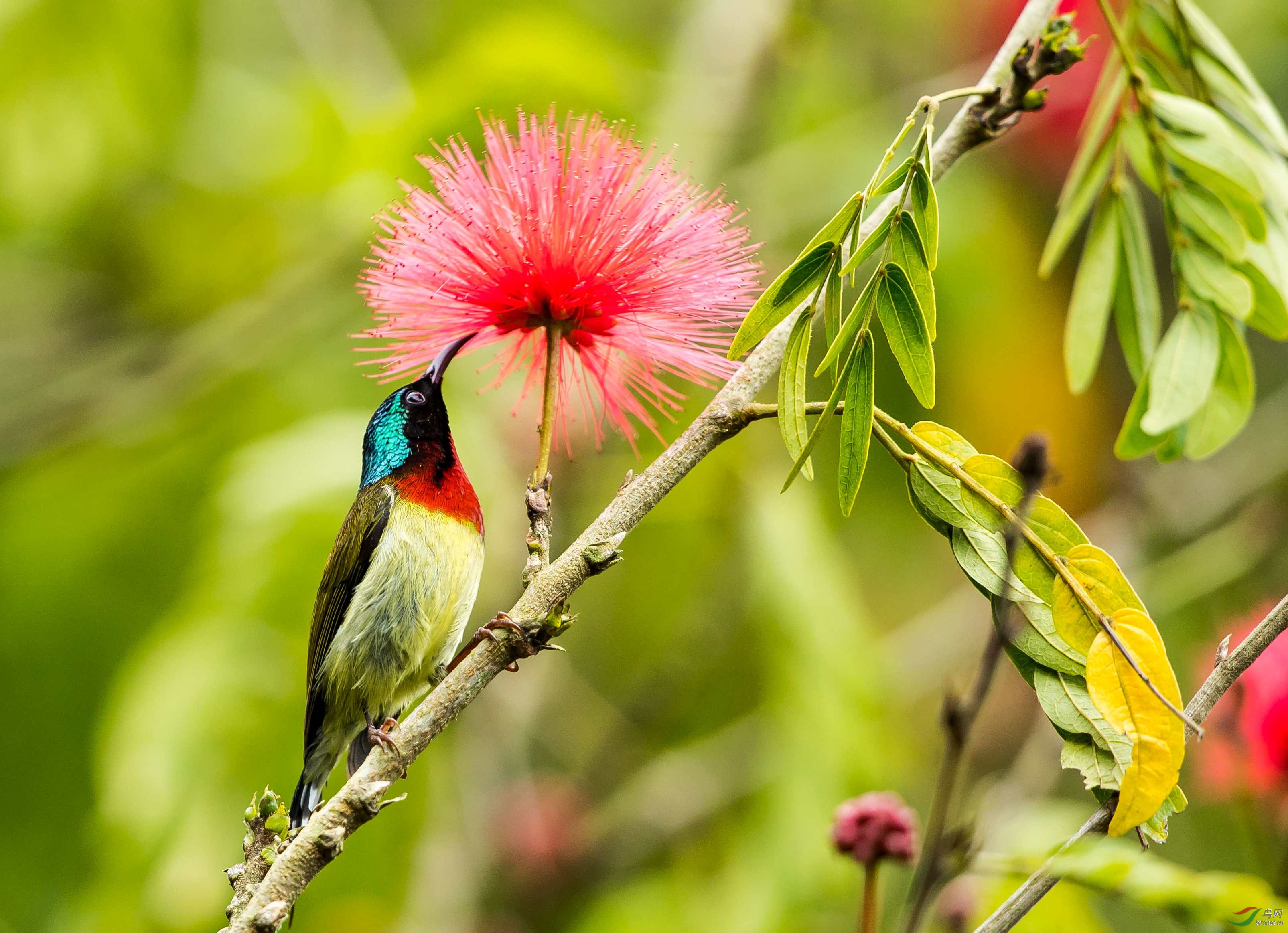 合欢花之恋——叉尾太阳鸟的故事之二十九