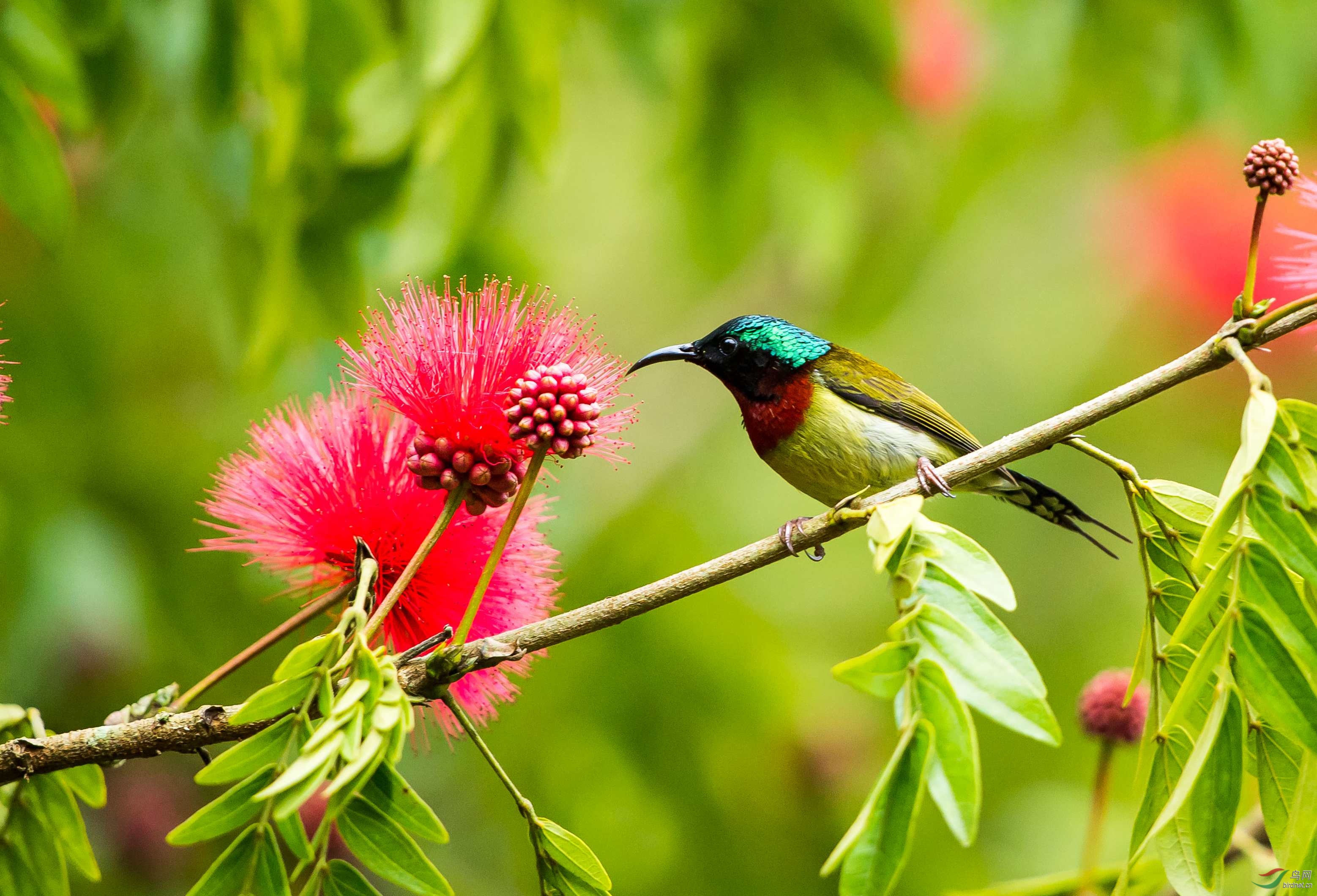 合欢花之恋——叉尾太阳鸟的故事之二十九
