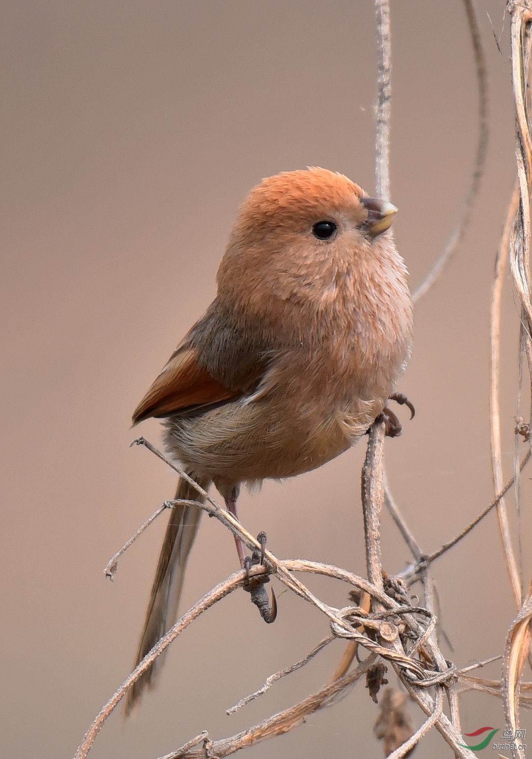 棕头鸦雀你是蛋壳直接长腿吗